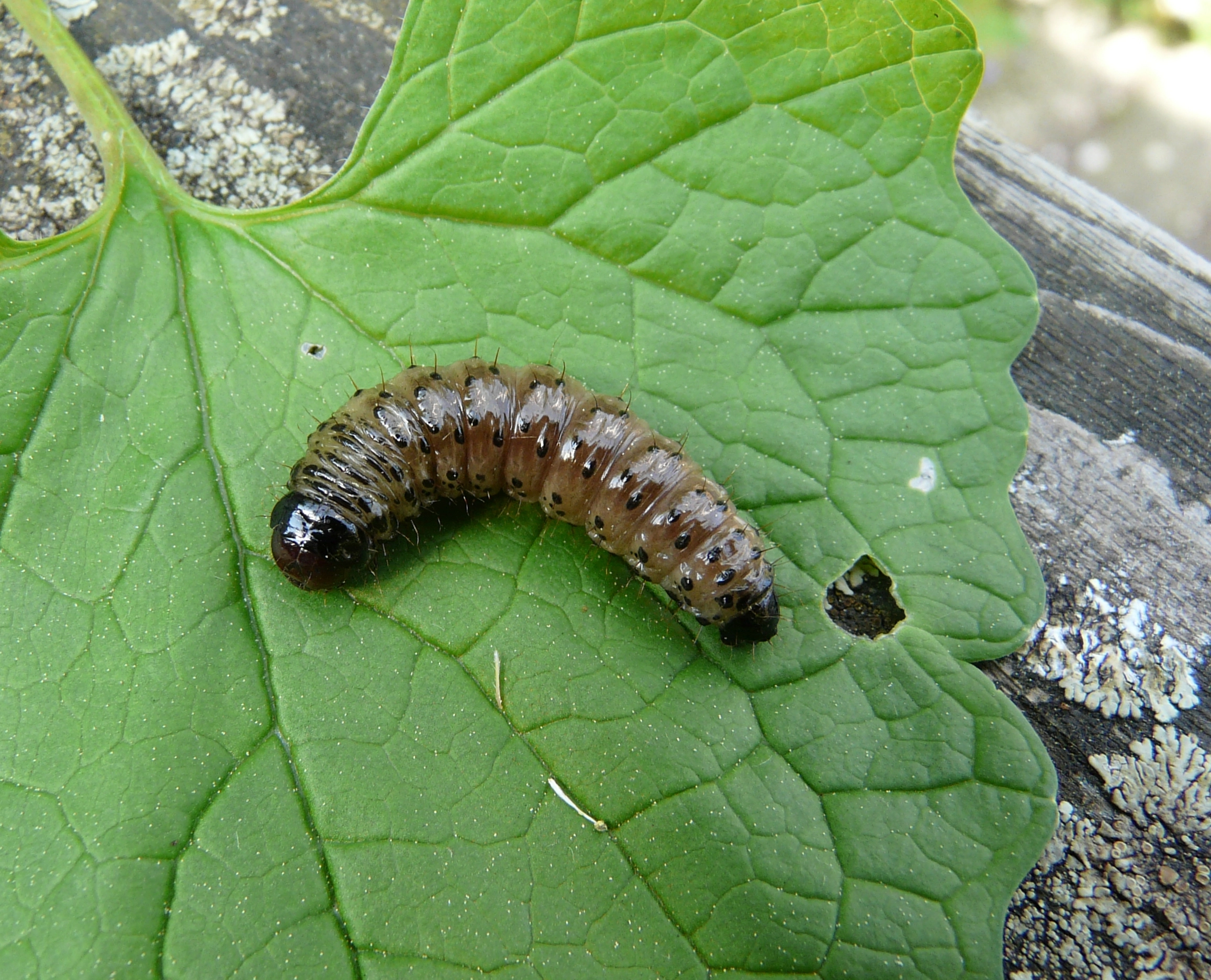 Graswortelvlinder Apamea monoglypha rups Hub Corten 006.JPG